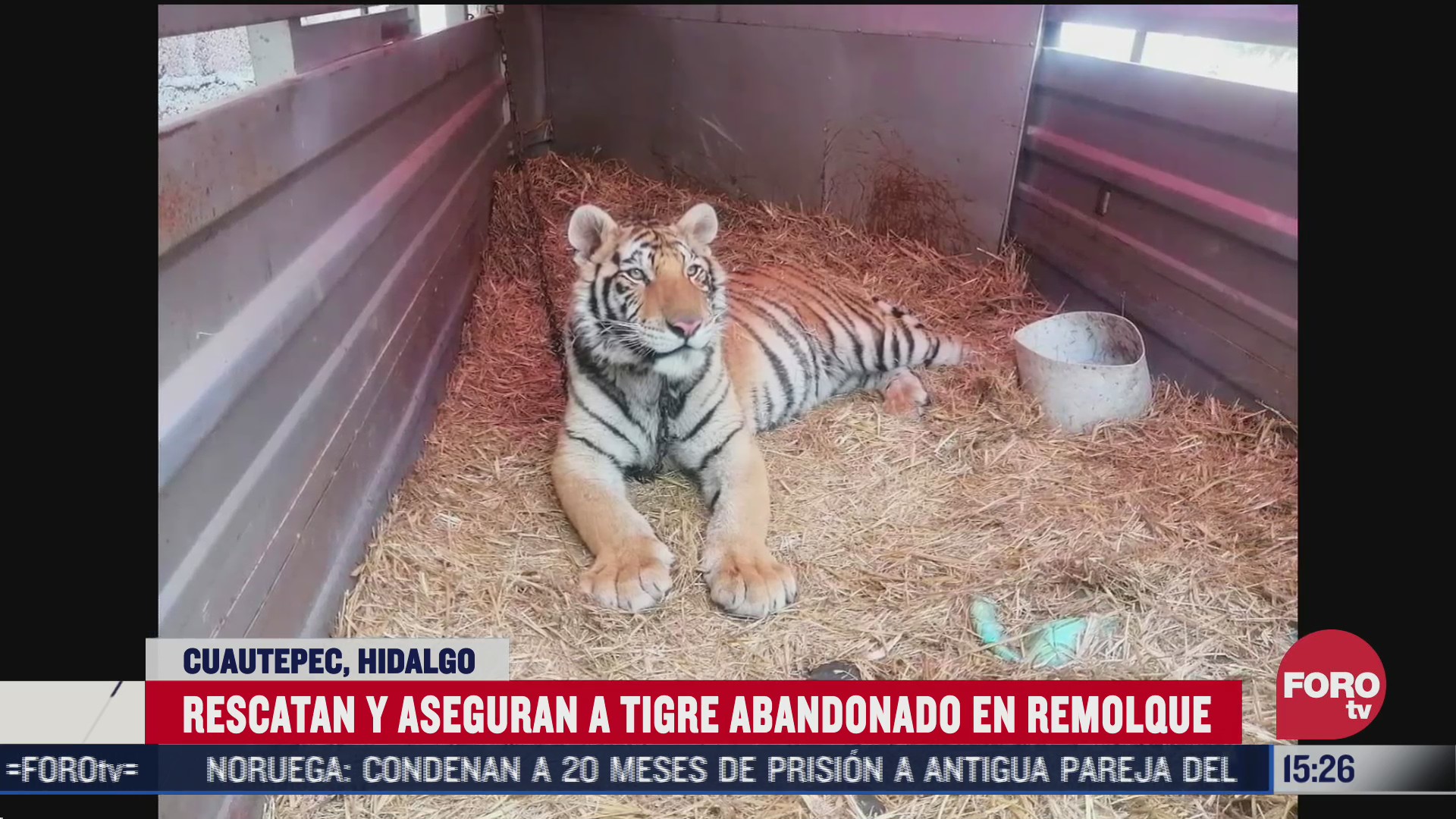 rescatan a tigre encadenado en remolque abandonado de hidalgo