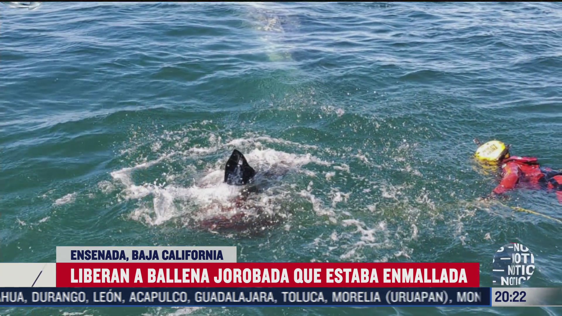 secretaria de marina libera ballena atrapada en ensenada