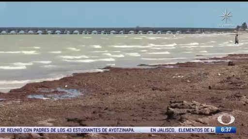 toneladas de algas cubren las playas de yucatan
