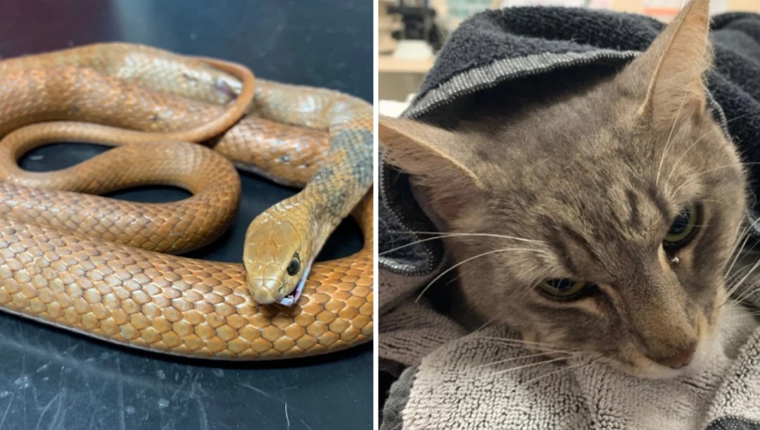 Gatito mató serpiente para salvar a dos niños en Australia