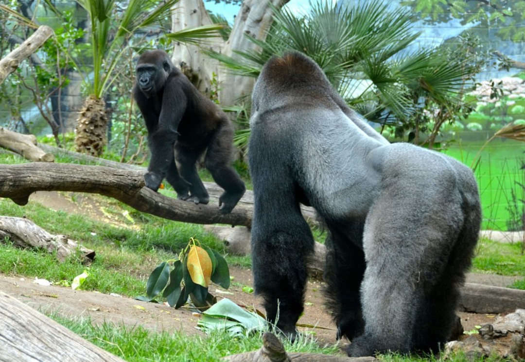 Gorilas contagiados con COVID-19 se recuperan en San Diego