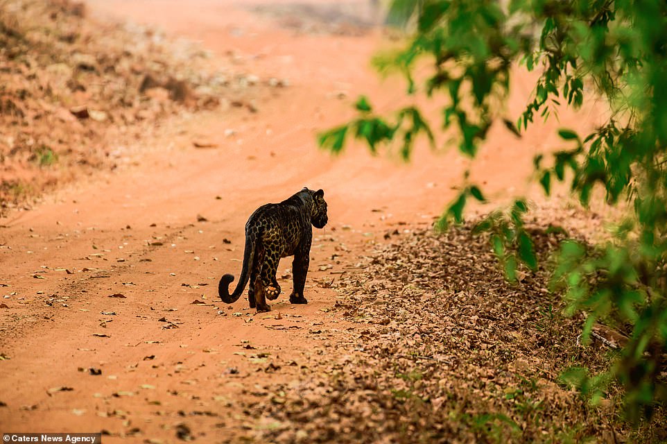 Captan a extraño leopardo negro cazando en parque silvestre de India