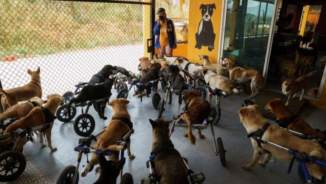Perros sujetos a ruedas que sostienen sus patas traseras (Reuters)