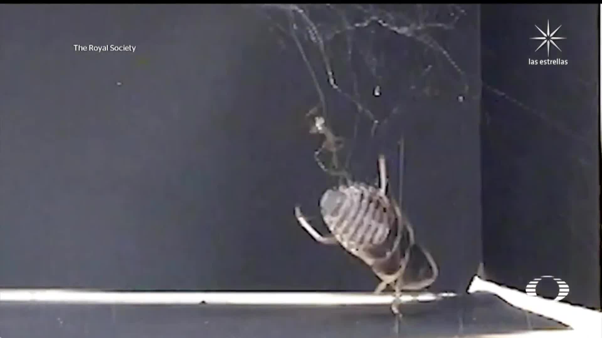 aranas comunes son capaces de atrapar insectos de hasta 50 veces su peso