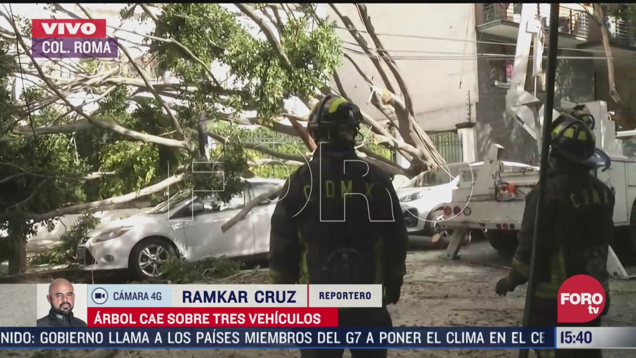 arbol de al menos tres metros cae sobre automoviles en la colonia roma