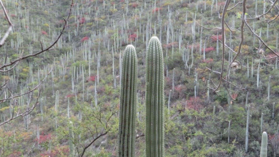 Reserva de la Biosfera Tehuacán-Cuicatlán (Gobierno de México)