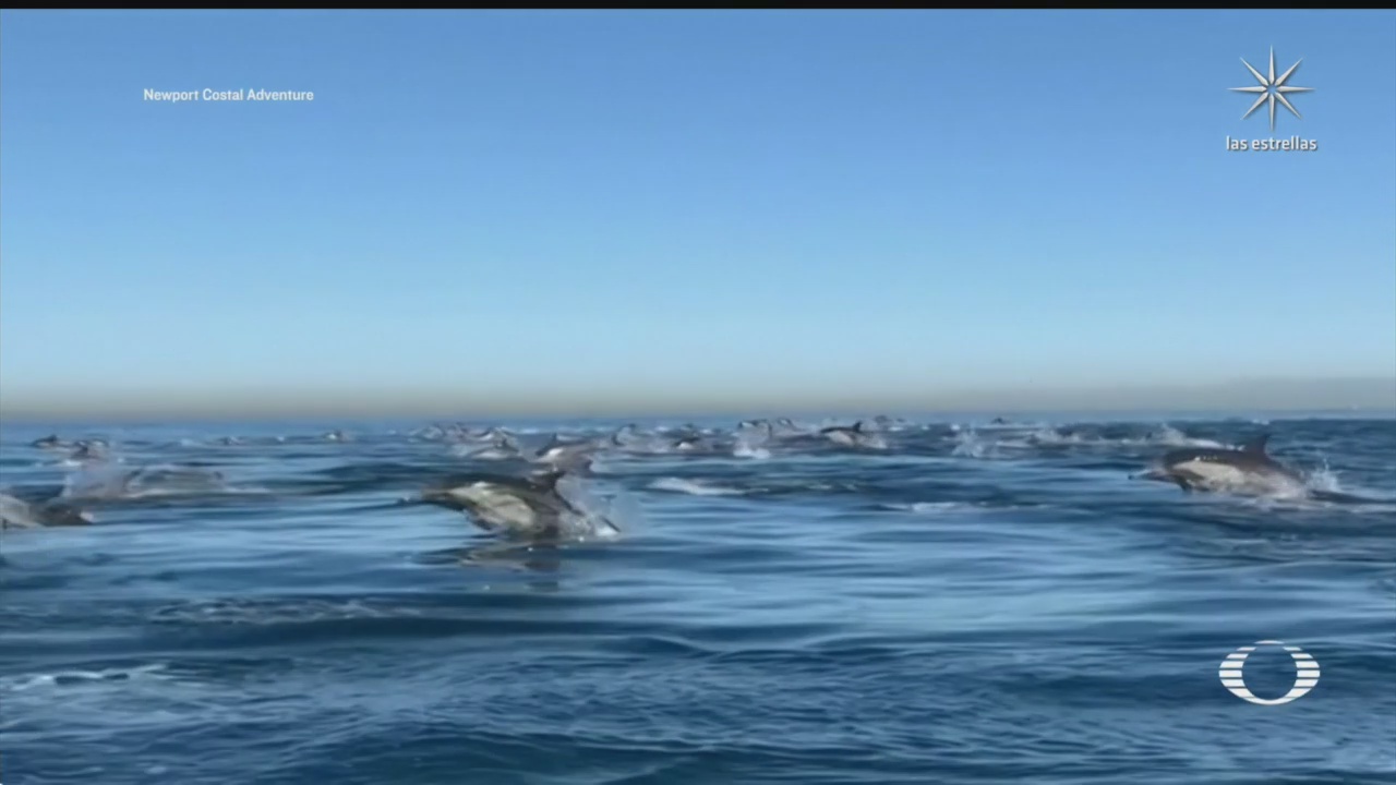 captan a miles de delfines viajando velozmente