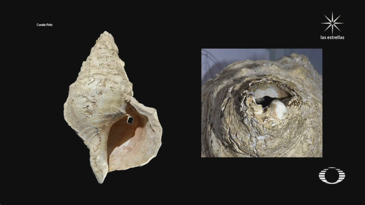 caracol musical de 18 mil anos de antiguedad