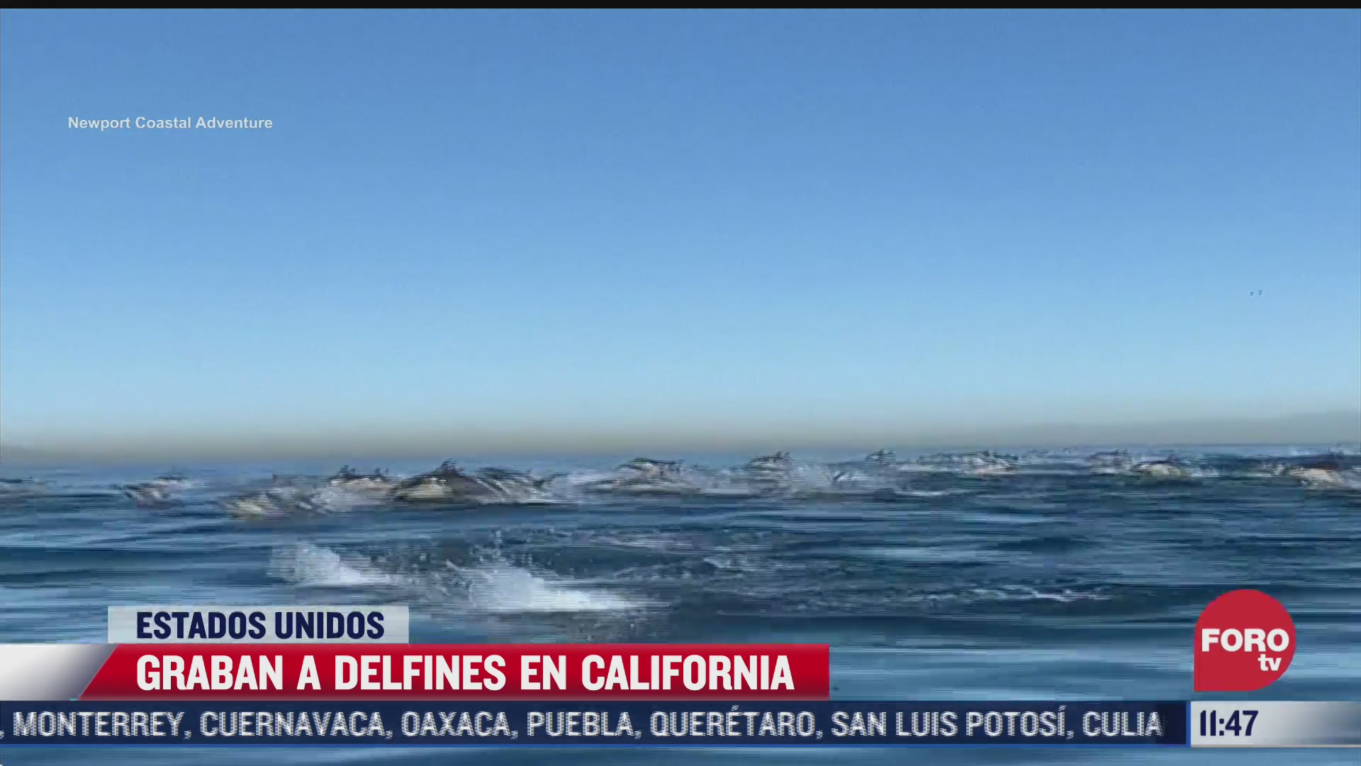 decenas de delfines sorprenden a embarcacion en california