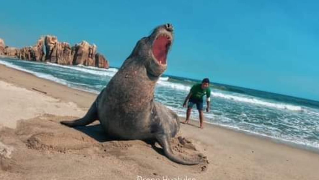 Video: Elefante marino llega a playas de Huatulco, Oaxaca