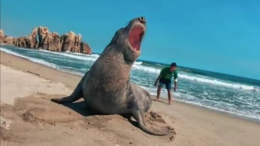Elefante marino deja la costa de Oaxaca