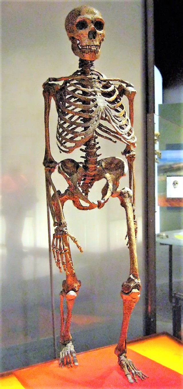 Reconstrucción Aproximada Esqueleto Neandertal