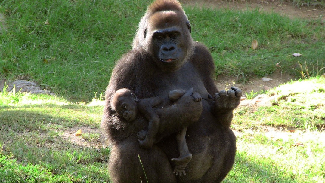 Gorilas del zoo de San Diego se recuperan totalmente tras contraer COVID