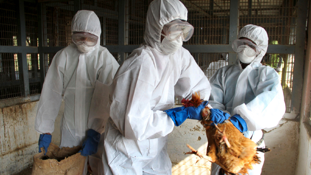 Funcionarios del Departamento de Salud con equipo de protección sacrifican aves en una granja avícola tras detectarse el virus de la gripe aviar