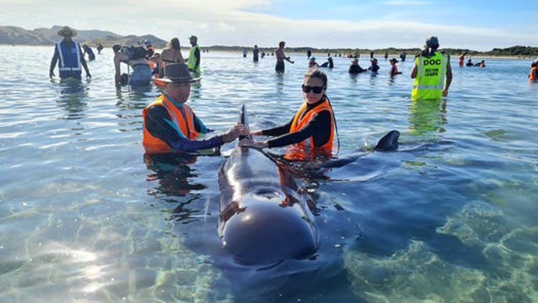 Nueva Zelanda rescata a decenas de ballenas varadas por segunda vez