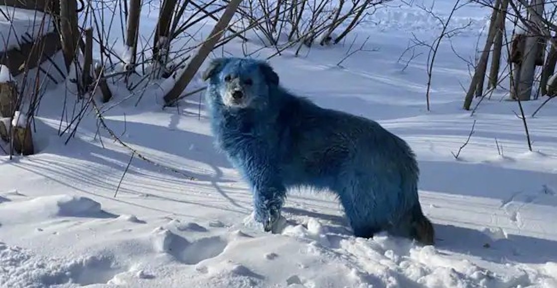 Captan a manada de perros azules en Rusia; autoridades investigarán el caso