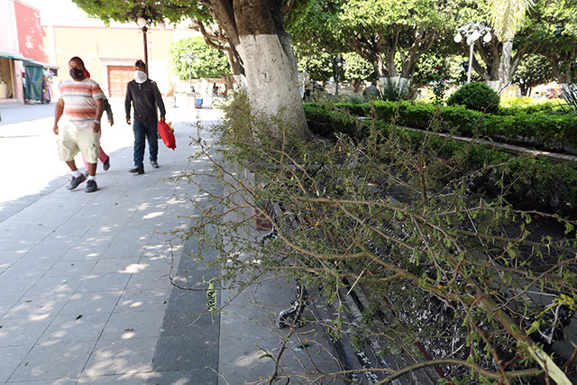 En el municipio de Comonfort en Guanajuato, pusieron ramas con espinas en bancas de la vía pública para evitar contagios de COVID-19