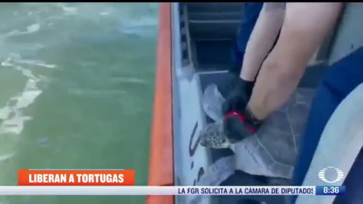 regresan a tortugas marinas tras ser rescatadas del frio extremo en texas