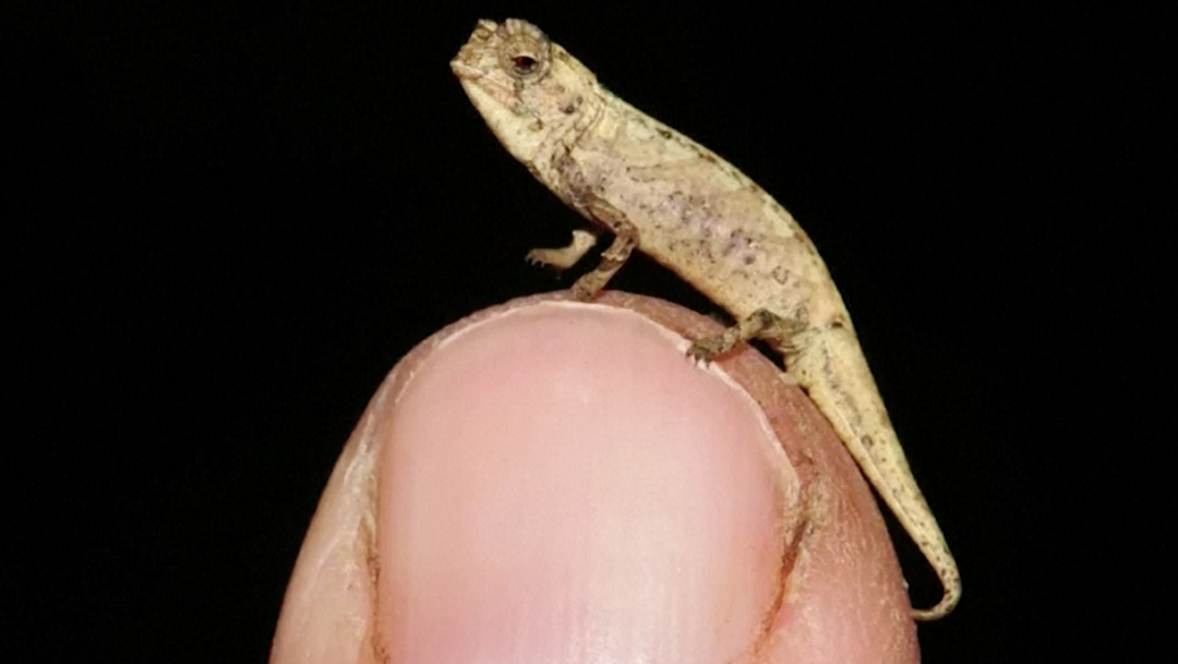 El reptil más pequeño del mundo cabe en la punta de un dedo