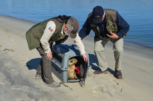 Rescatan cría de lobo marino varado en Baja California