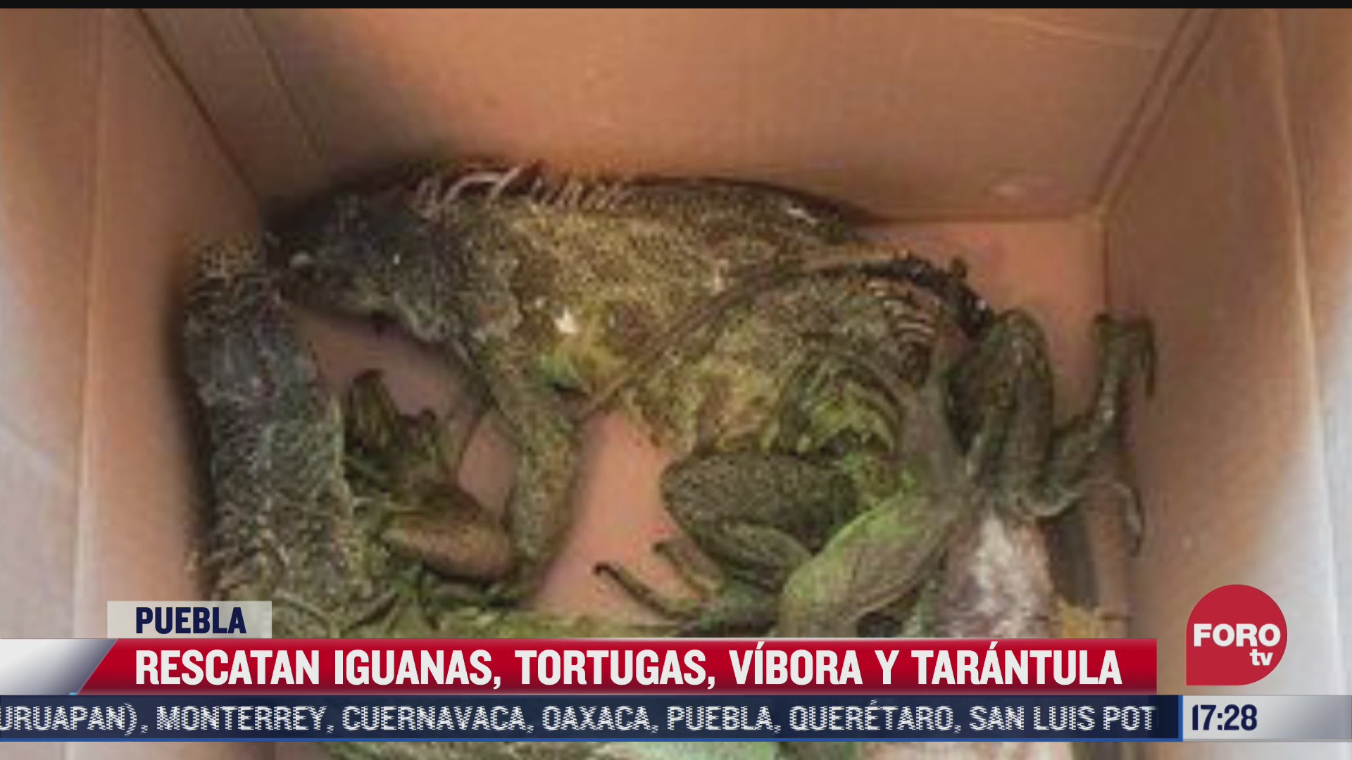 rescatan iguanas tortugas vibora y tarantula en puebla