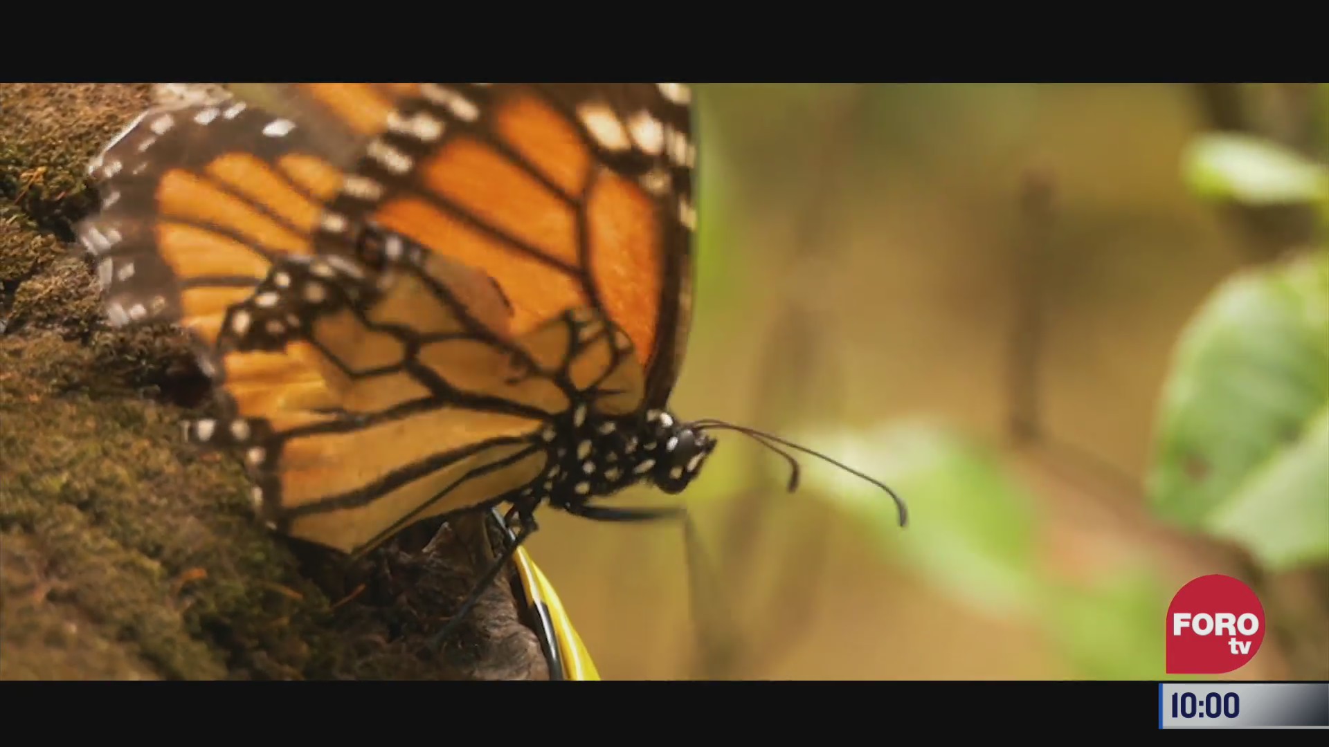 retratos de mexico la llegada de la mariposa monarca