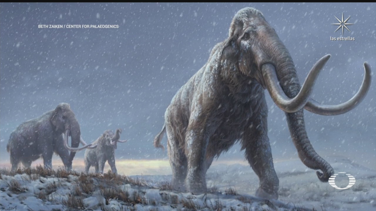 secuencian adn de mamuts