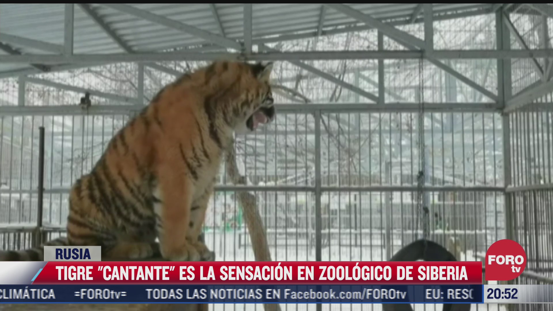 tigre cantante causa sensacion en zoologico de siberia