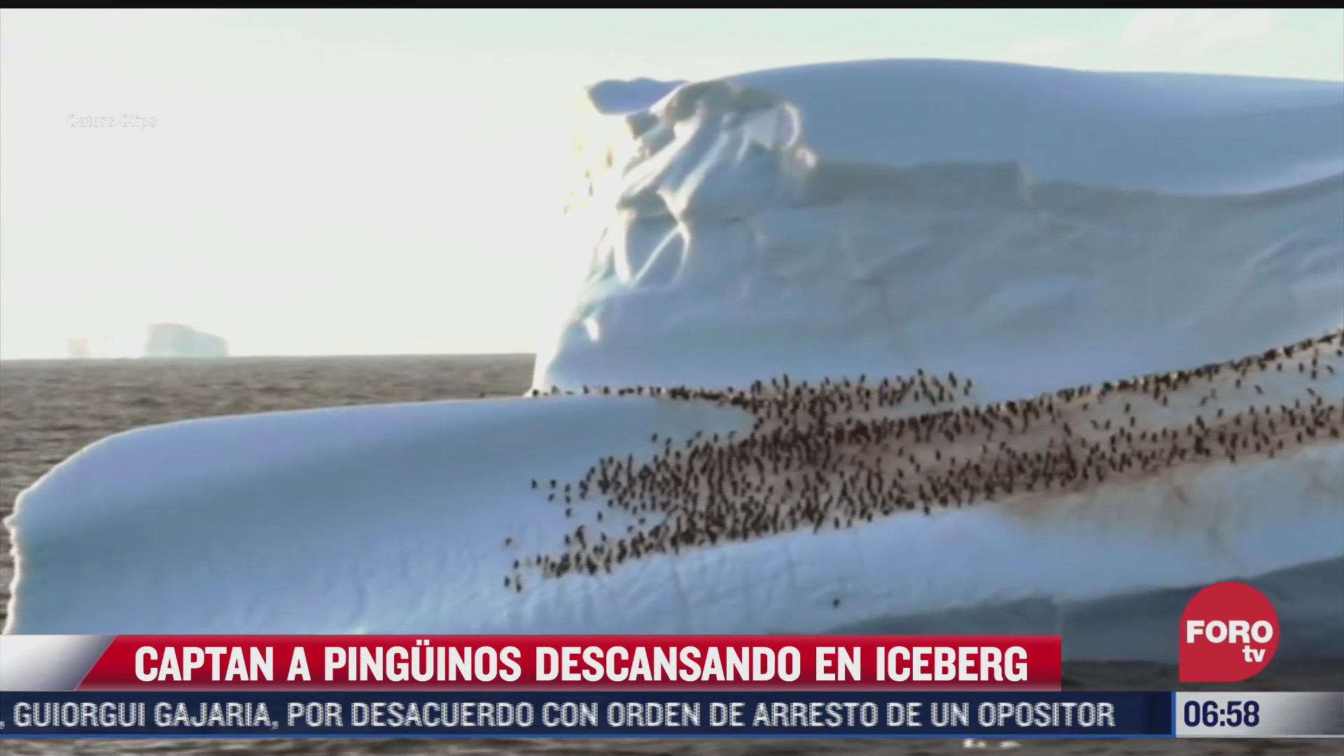 turistas captan a cientos de pinguinos descansando sobre un iceberg