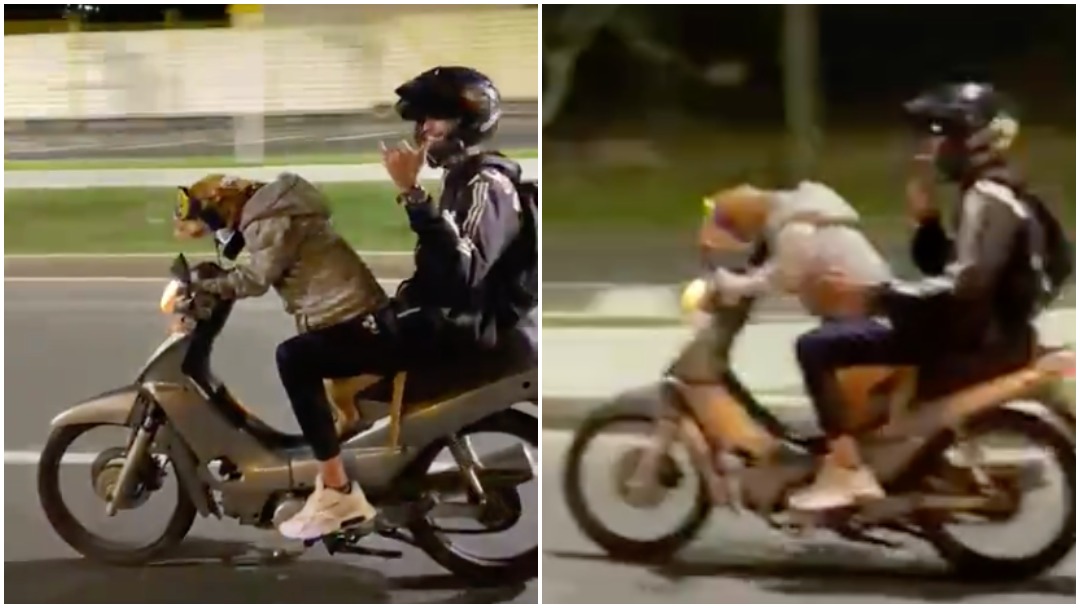 Perro maneja motocicleta en Colombia y divide opiniones en redes sociales