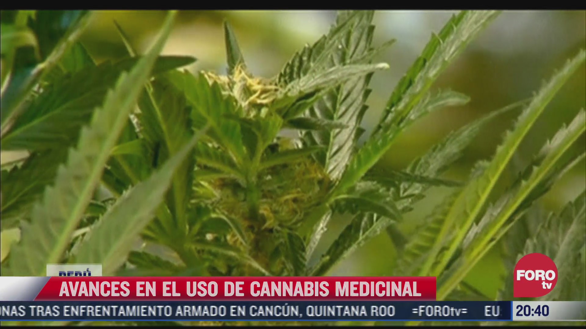 avances en el uso de cannabis medicinal en peru