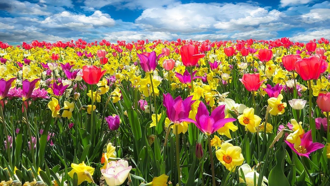 Beneficios Primavera Flores Cielo Foto