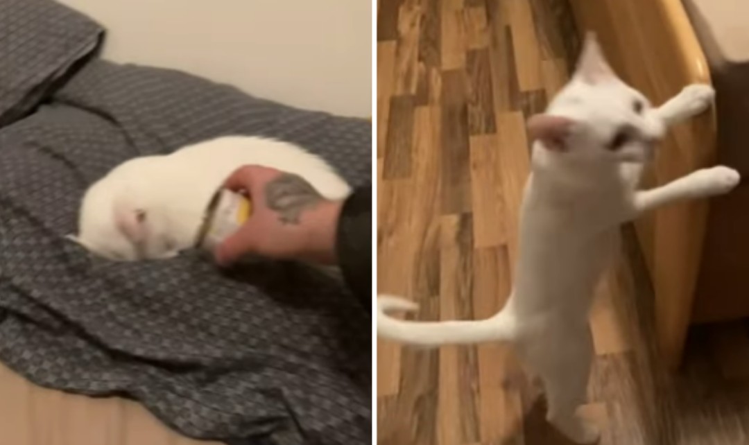 Así reaccionó una gatita sorda a su comida favorita: video