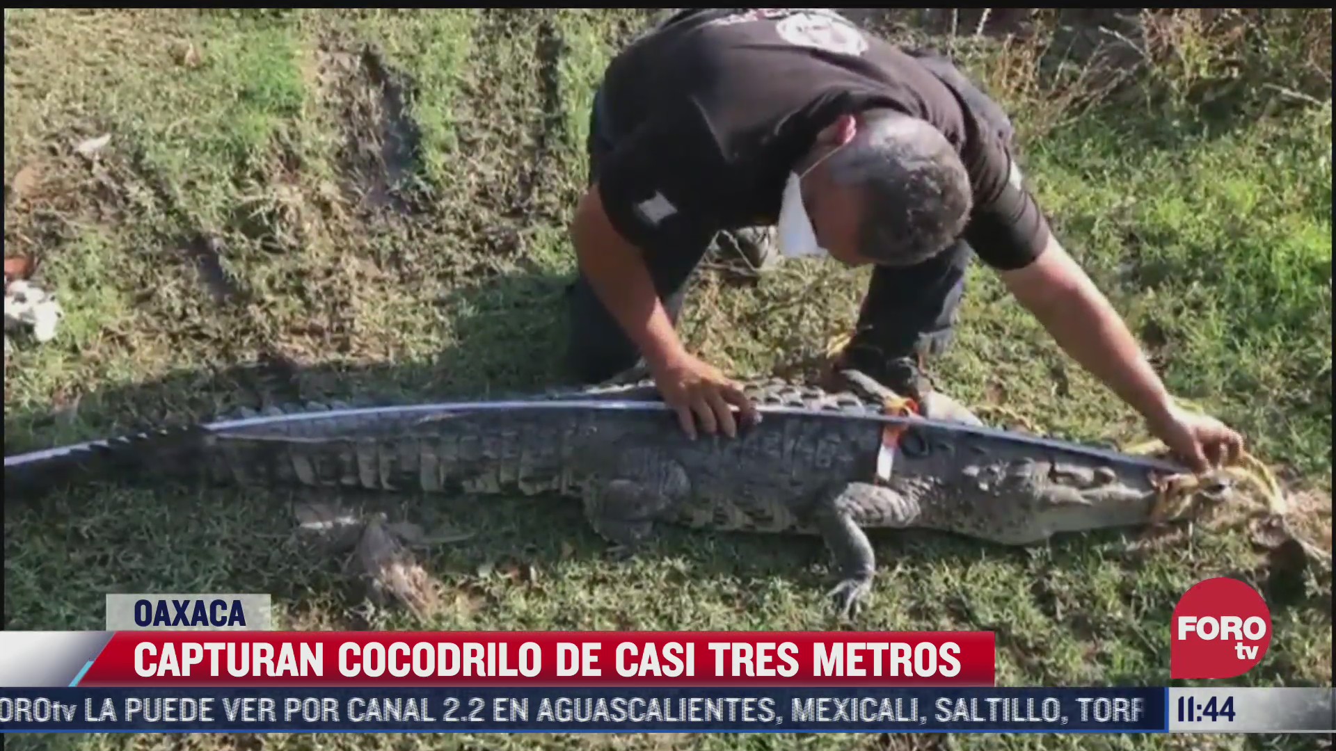 capturan cocodrilo de casi tres metros en oaxaca