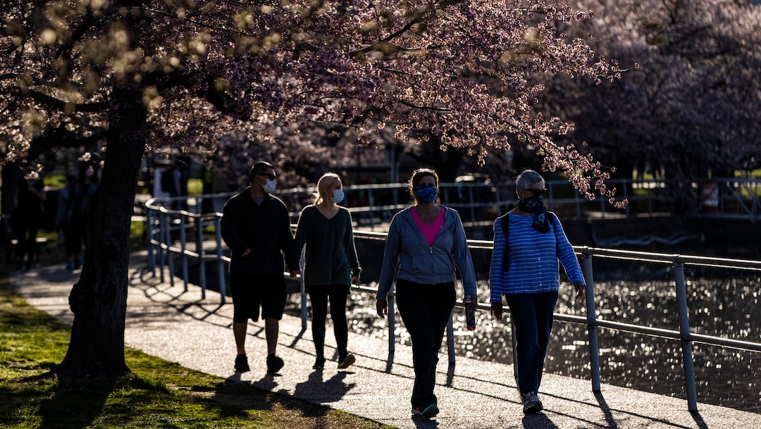 Gente camina entre los cerezos japoneses florecientes en Washington (Getty Images)