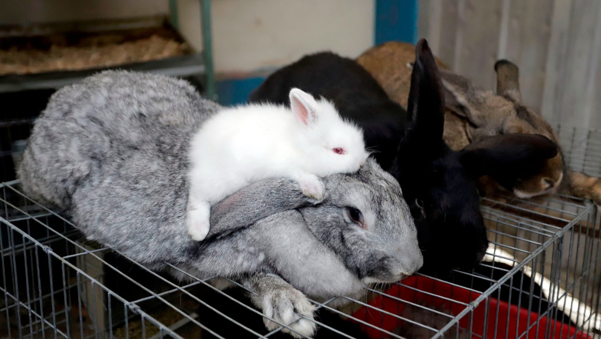 Estudiante de Puebla cría a los conejos más grandes del mundo