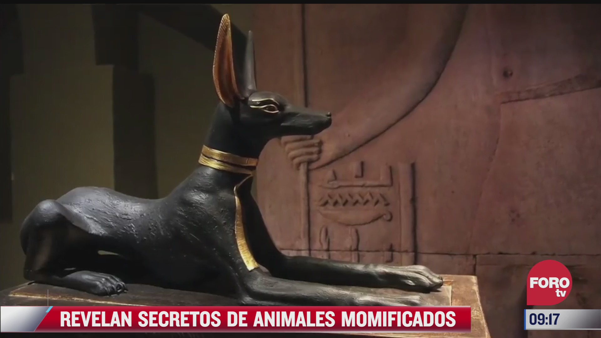 extra extra revelan secretos de animales momificados