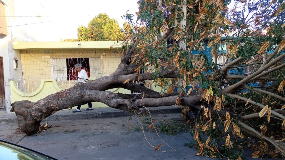 Fuertes vientos en Mazatlán provocan caída de árboles y espectaculares