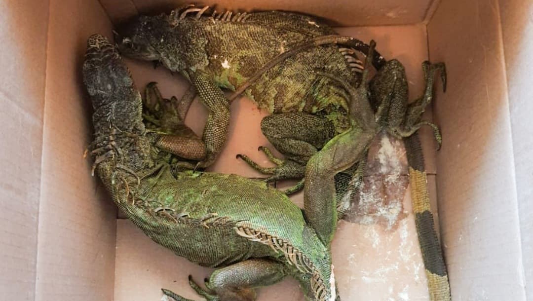 GN decomisa 75 iguanas y otros animales en Puebla