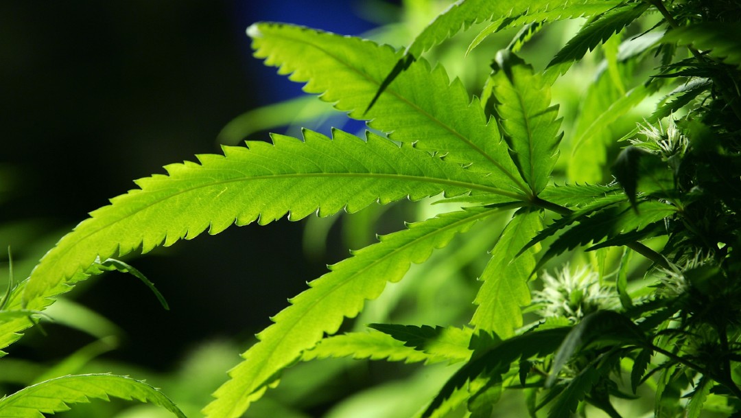 Gobernador de Virginia pide acelerar legalización de marihuana