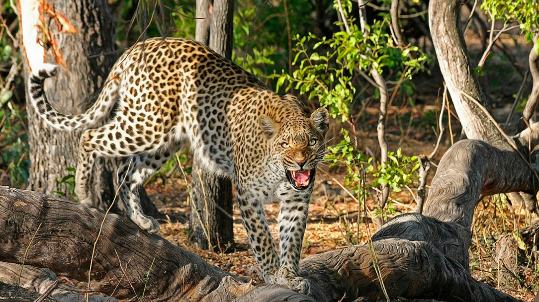 Hombre mata a leopardo utilizando solo sus manos en India