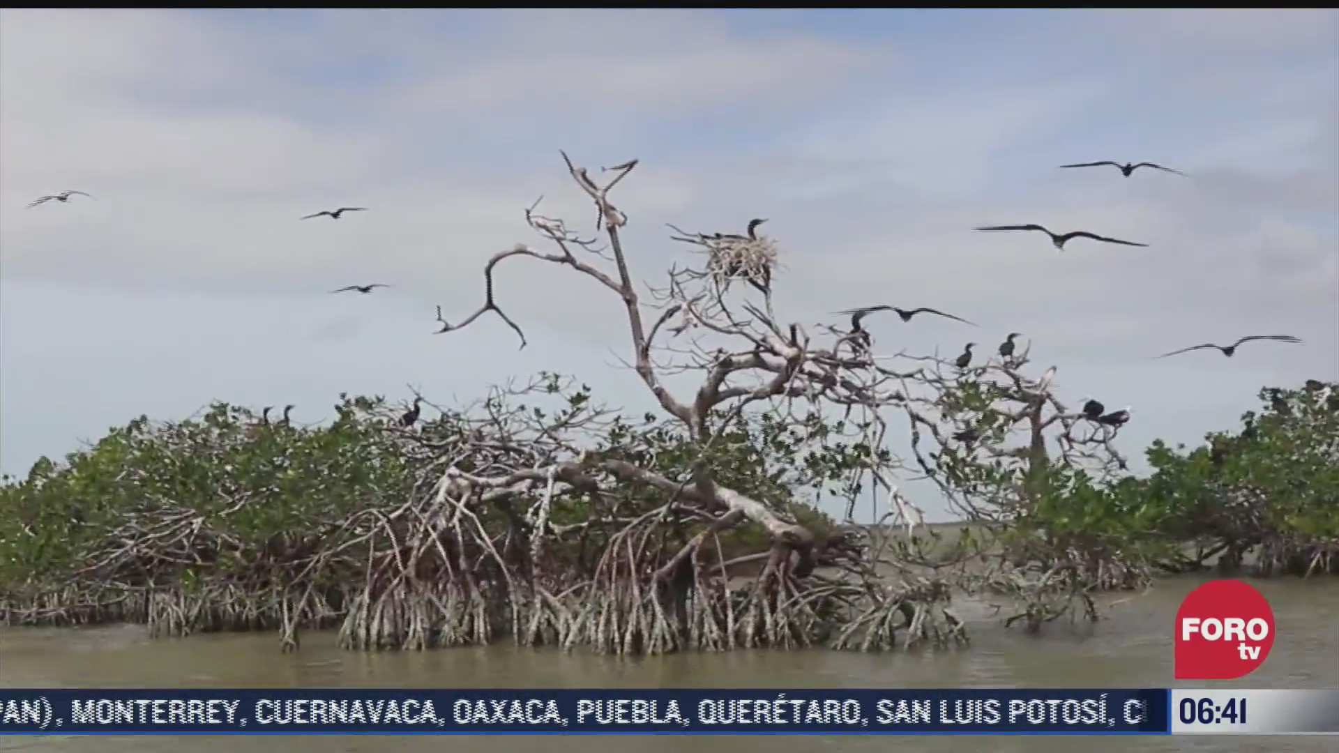 la isla de pajaros hogar de miles de aves endemicas y migratorias