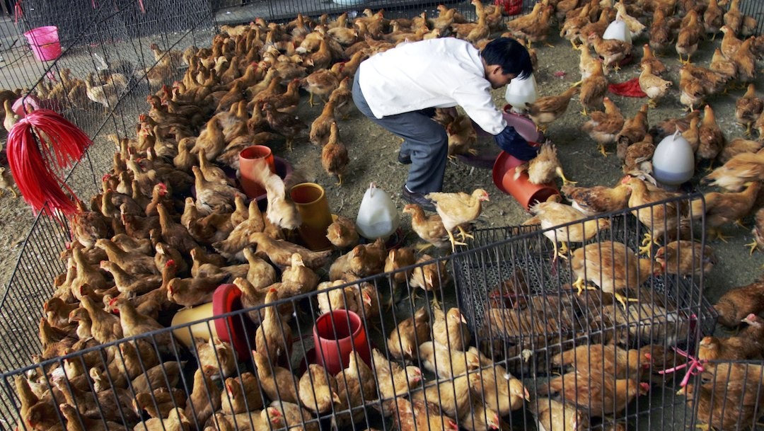 Mercado mayorista de aves de corral en Wuhan, China (Getty Images)