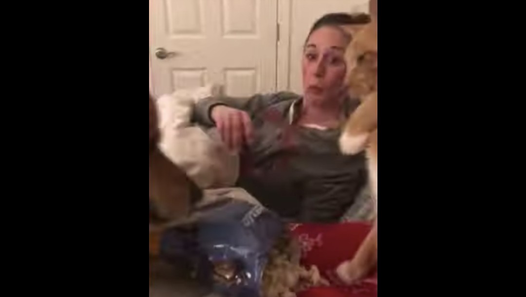 Video viral: Perro sorprende a gato que quiere robarse la botana