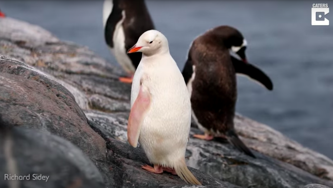 Captan en video a pingüino papúa blanco en la Antártida