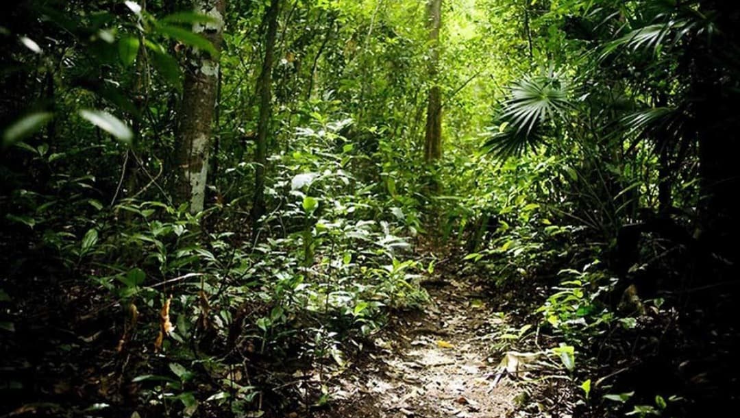 Reforestan selvas de Yucatán para beneficiar producción de miel