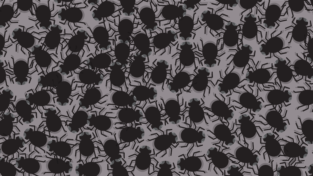 Encuentra 4 moscas entre las arañas, ilustración