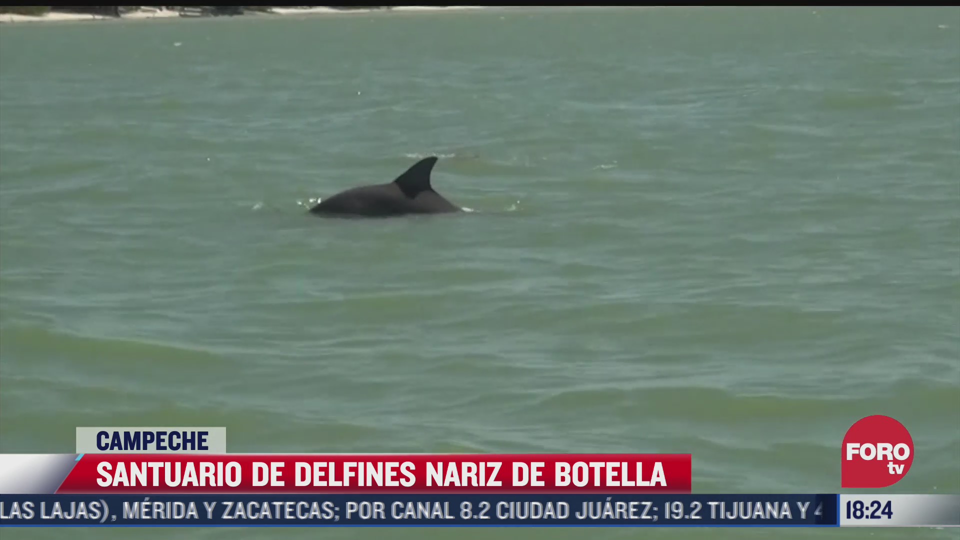 santuario de delfines nariz de botella en campeche