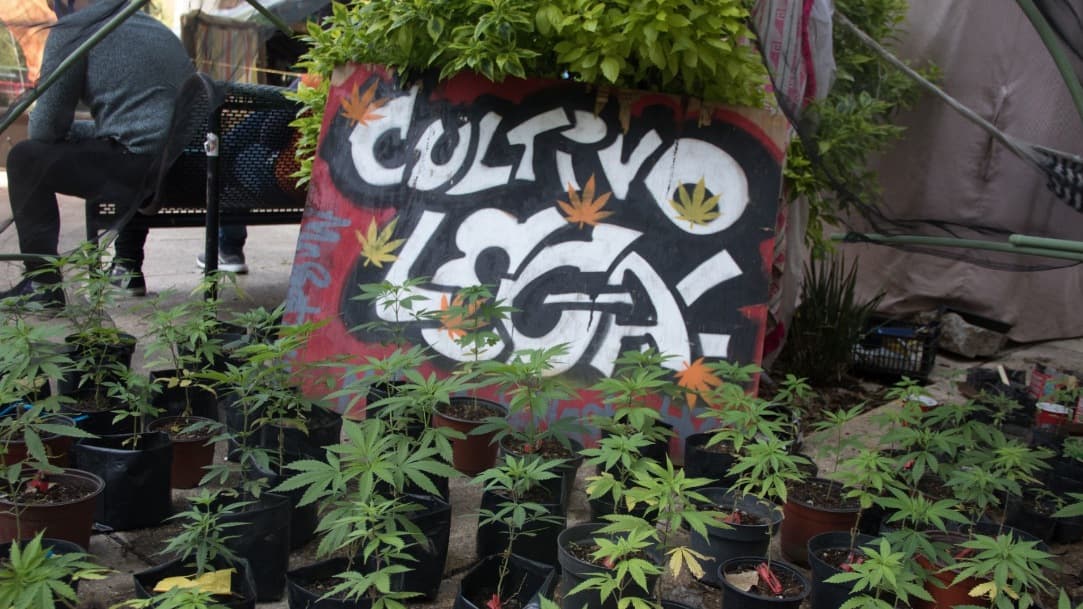 Senado pide a CDMX retirar venta de productos de cannabis de sus inmediaciones