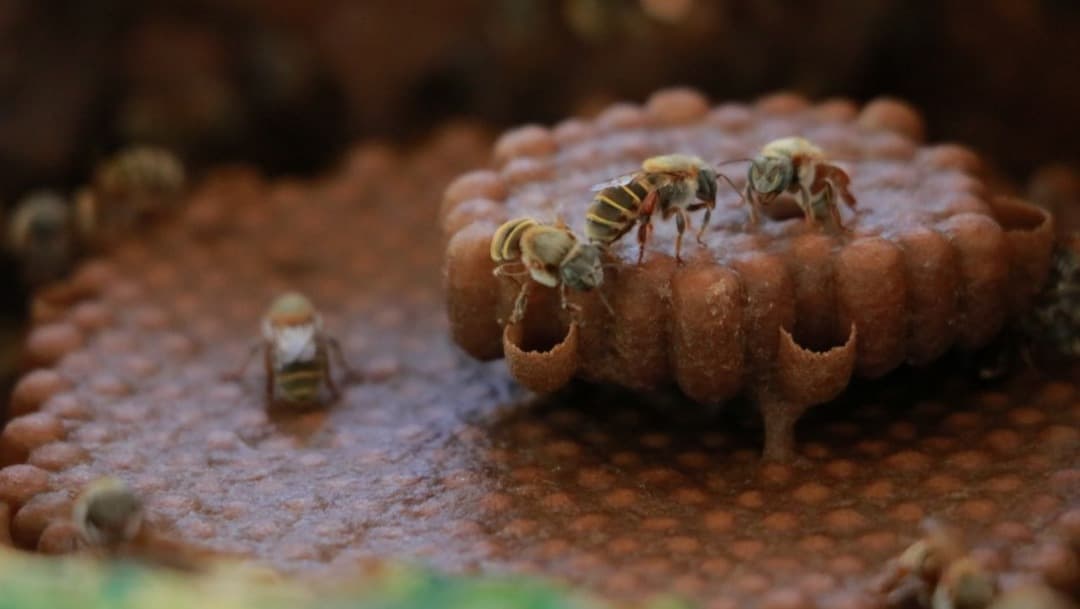 Sequías afectan a Yucatán con baja producción de miel e incendio forestales